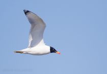 Хохотун черноголовый Larus ichthyaetus azer2017
Filename=8Z2A1098.jpg
Filesize=113KB
Dimensions=900x631
Date added=Mar 04, 2017 8Z2A1098.jpg