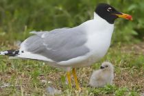 Хохотун черноголовый Larus ichthyaetus manych10
Filename=IMG_0320.JPG
Filesize=203KB
Dimensions=900x600
Date added=Aug 24, 2010 IMG_0320.JPG