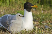 Хохотун черноголовый Larus ichthyaetus manych10
Filename=IMG_0361.JPG
Filesize=139KB
Dimensions=900x600
Date added=Aug 24, 2010 IMG_0361.JPG