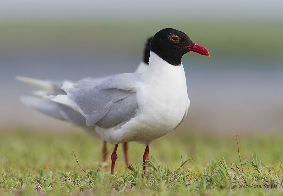 Чайка черноголовая (Larus melanocephalus)
Keywords: Чайка черноголовая Larus melanocephalus manych10