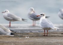 Чайка черноголовая Larus melanocephalus
Filename=8Z2A6233.jpg
Filesize=214KB
Dimensions=1100x801
Date added=Nov 05, 2021 8Z2A6233.jpg