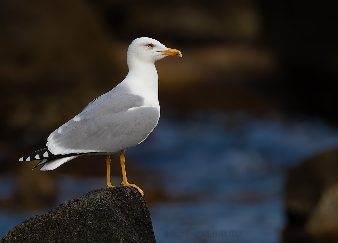 Чайка средиземноморская Larus michahellis
 
 Click to view full size image