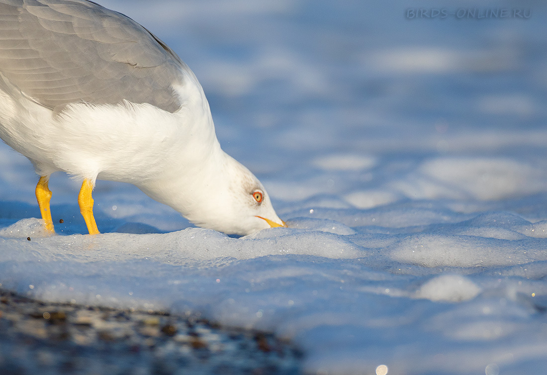 Чайка средиземноморская Larus michahellis
 
 Click to view full size image