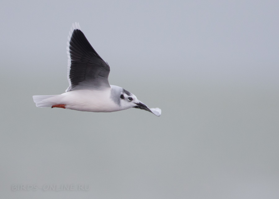 Чайка малая (Larus minutus)
Keywords: Чайка малая Larus minutus