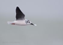 Чайка малая Larus minutus
Filename=8Z2A7465.jpg
Filesize=91KB
Dimensions=900x642
Date added=Feb 28, 2019 8Z2A7465.jpg