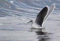 Чайка малая Larus minutus
Filename=8Z2A7503.jpg
Filesize=151KB
Dimensions=900x622
Date added=Feb 28, 2019 8Z2A7503.jpg
