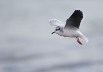 Чайка малая Larus minutus
Filename=8Z2A7509.jpg
Filesize=78KB
Dimensions=900x630
Date added=Feb 28, 2019 8Z2A7509.jpg