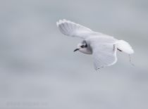 Чайка малая Larus minutus
Filename=8Z2A7519.jpg
Filesize=76KB
Dimensions=900x665
Date added=Feb 28, 2019 8Z2A7519.jpg
