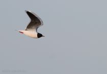 Чайка малая Larus minutus
Filename=IMG_7132.jpg
Filesize=86KB
Dimensions=900x630
Date added=May 01, 2013 IMG_7132.jpg