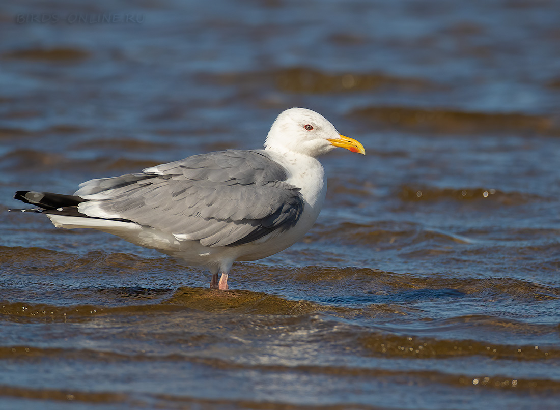 Монгольская чайка Larus mongolicus primorye2023
 
 Click to view full size image