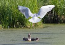 Чайка озерная Larus ridibundus
Filename=8Z2A0887.jpg
Filesize=253KB
Dimensions=900x623
Date added=Jun 01, 2019 8Z2A0887.jpg