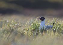 Чайка озерная Larus ridibundus sakhalin2017
Filename=8Z2A2954.jpg
Filesize=220KB
Dimensions=900x643
Date added=Jan 21, 2018 8Z2A2954.jpg