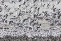 Чайка озерная Larus ridibundus sochi2019
Filename=8Z2A6512.jpg
Filesize=256KB
Dimensions=900x600
Date added=Jan 11, 2019 8Z2A6512.jpg