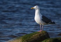 Тихоокеанская чайка Larus schistisagus magadan2019
Filename=8Z2A1694.jpg
Filesize=196KB
Dimensions=900x632
Date added=Aug 24, 2019 8Z2A1694.jpg
