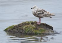Тихоокеанская чайка Larus schistisagus sakhalin2017
Filename=8Z2A1839.jpg
Filesize=211KB
Dimensions=900x635
Date added=Dec 17, 2017 8Z2A1839.jpg