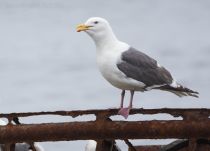 Тихоокеанская чайка Larus schistisagus sakhalin2017
Filename=8Z2A1842.jpg
Filesize=150KB
Dimensions=900x651
Date added=Dec 17, 2017 8Z2A1842.jpg