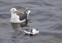 Тихоокеанский чистик Cepphus columba magadan2019
Filename=8Z2A2505.jpg
Filesize=205KB
Dimensions=900x634
Date added=Aug 24, 2019 8Z2A2505.jpg
