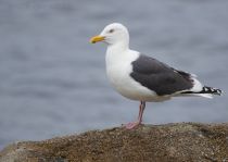 Тихоокеанский чистик Cepphus columba magadan2019
Filename=8Z2A3163.jpg
Filesize=176KB
Dimensions=900x640
Date added=Aug 24, 2019 8Z2A3163.jpg