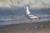 Тихоокеанская чайка Larus schistisagus sakhalin2017
Filename=8Z2A3397.jpg
Filesize=119KB
Dimensions=900x604
Date added=Feb 01, 2018 8Z2A3397.jpg