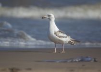 Тихоокеанская чайка Larus schistisagus sakhalin2017
Filename=8Z2A3402.jpg
Filesize=127KB
Dimensions=900x645
Date added=Feb 01, 2018 8Z2A3402.jpg