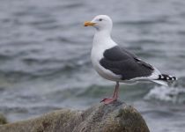Тихоокеанский чистик Cepphus columba magadan2019
Filename=8Z2A4615.jpg
Filesize=163KB
Dimensions=900x643
Date added=Aug 24, 2019 8Z2A4615.jpg