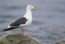 Тихоокеанский чистик Cepphus columba magadan2019
Filename=8Z2A4750.jpg
Filesize=127KB
Dimensions=900x618
Date added=Aug 24, 2019 8Z2A4750.jpg