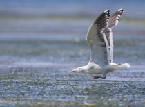 Тихоокеанская чайка Larus schistisagus sakhalin2017
Filename=8Z2A5807.jpg
Filesize=213KB
Dimensions=900x660
Date added=Jul 15, 2017 8Z2A5807.jpg