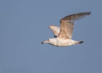 Тихоокеанская чайка Larus schistisagus sakhalin2017
Filename=8Z2A7088.jpg
Filesize=68KB
Dimensions=900x645
Date added=Dec 17, 2017 8Z2A7088.jpg