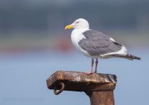 Тихоокеанская чайка Larus schistisagus sakhalin2017
Filename=8Z2A7565.jpg
Filesize=126KB
Dimensions=900x638
Date added=Dec 17, 2017 8Z2A7565.jpg