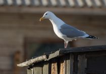 Восточносибирская чайка Larus vegae yakutia2018
Filename=8Z2A8740.jpg
Filesize=111KB
Dimensions=900x628
Date added=Jan 08, 2019 8Z2A8740.jpg