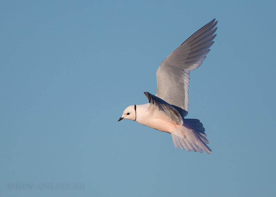 Розовая чайка (Rhodostethia rosea) 
Ross's gull (Rhodostethia rosea) 
Keywords: Розовая чайка Ross's gull Rhodostethia rosea yakutia2018