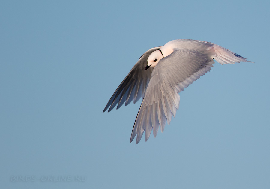 Розовая чайка (Rhodostethia rosea)
Keywords: Розовая чайка Ross's gull Rhodostethia rosea yakutia2018