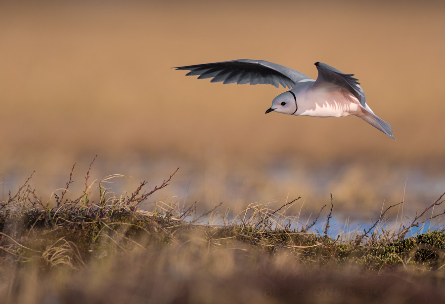 Розовая чайка (Rhodostethia rosea) 
Ross's gull (Rhodostethia rosea) 
Keywords: Розовая чайка Ross's gull Rhodostethia rosea yakutia2018 best