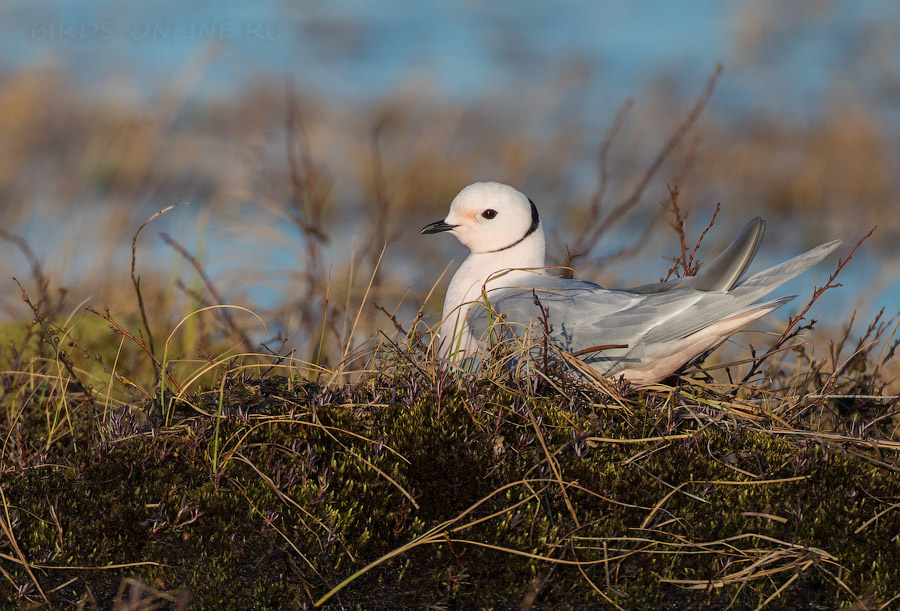 Розовая чайка (Rhodostethia rosea) 
Keywords: Розовая чайка Ross's gull Rhodostethia rosea yakutia2018