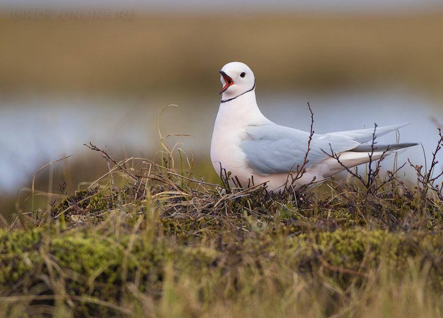 Розовая чайка (Rhodostethia rosea) 
Ross's gull (Rhodostethia rosea) 
Keywords: Розовая чайка Ross's gull Rhodostethia rosea yakutia2018