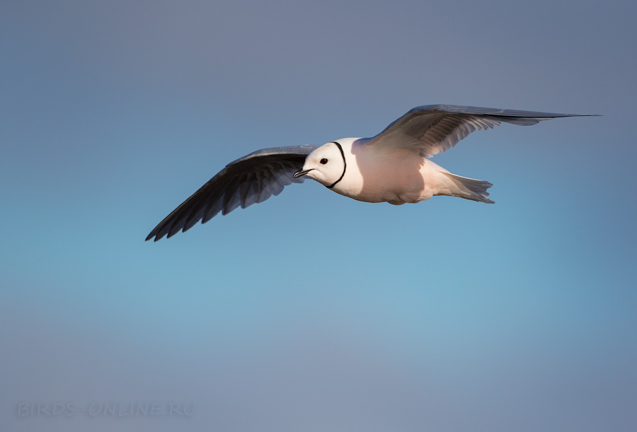 Розовая чайка (Rhodostethia rosea)
Keywords: Розовая чайка Ross's gull Rhodostethia rosea yakutia2018