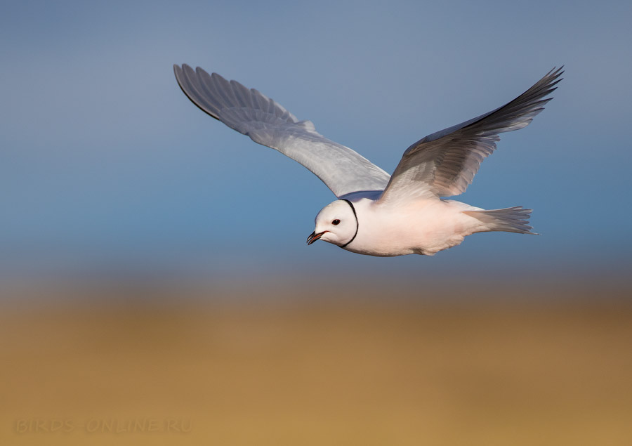 Розовая чайка (Rhodostethia rosea) 
Keywords: Розовая чайка Ross's gull Rhodostethia rosea yakutia2018