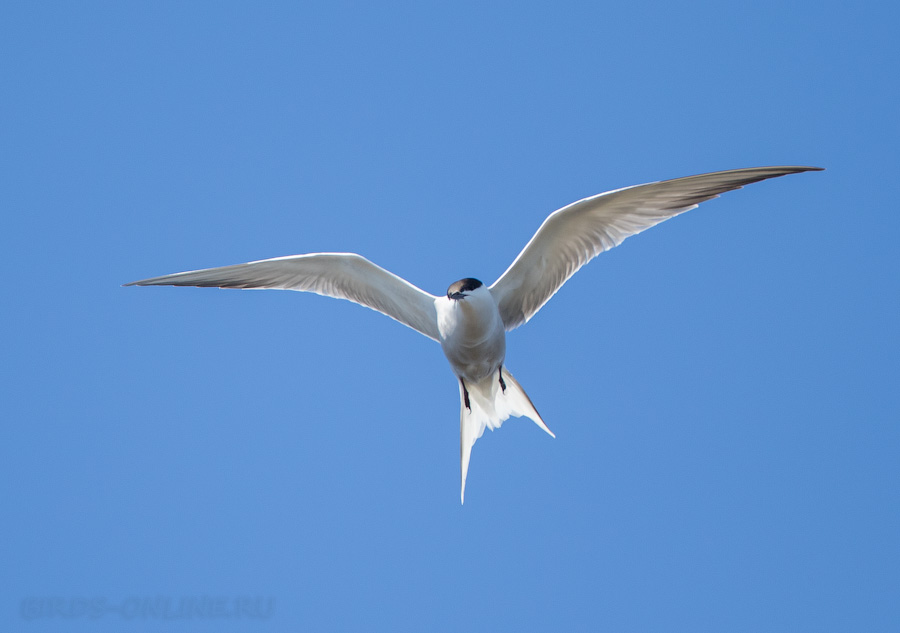 Крачка речная (Sterna hirundo longipennis)
Keywords: Крачка речная Sterna hirundo longipennis sakhalin2017