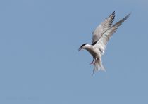 IMG_5331.jpg