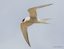 IMG_5211.jpg