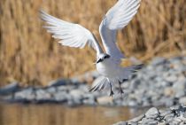 Крачка пестроносая Thalasseus sandvicensis
Filename=8Z2A8514.jpg
Filesize=189KB
Dimensions=900x608
Date added=Feb 04, 2017 8Z2A8514.jpg