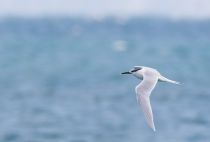 Крачка пестроносая Thalasseus sandvicensis
Filename=8Z2A9598.jpg
Filesize=97KB
Dimensions=900x609
Date added=Feb 04, 2017 8Z2A9598.jpg