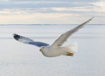 Чайка серебристая Larus argentatus
Filename=_MG_0254.jpg
Filesize=72KB
Dimensions=900x650
Date added=Dec 18, 2017 _MG_0254.jpg