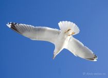 Чайка серебристая Larus argentatus
Filename=_MG_0309.jpg
Filesize=72KB
Dimensions=900x658
Date added=Dec 18, 2017 _MG_0309.jpg