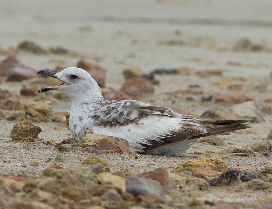 Хохотунья (Larus cachinnans)
Keywords: Хохотунья Larus cachinnans Odessa2008