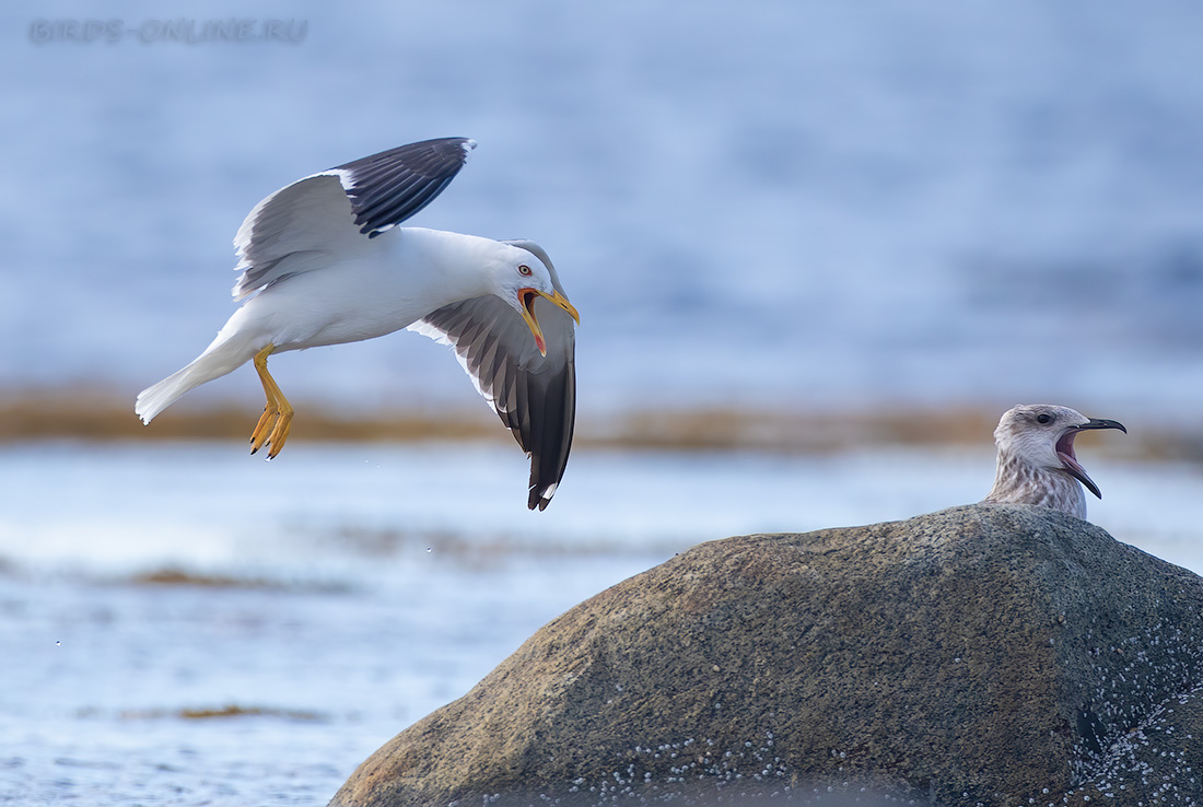 Клуша Larus fuscus
 
 Click to view full size image