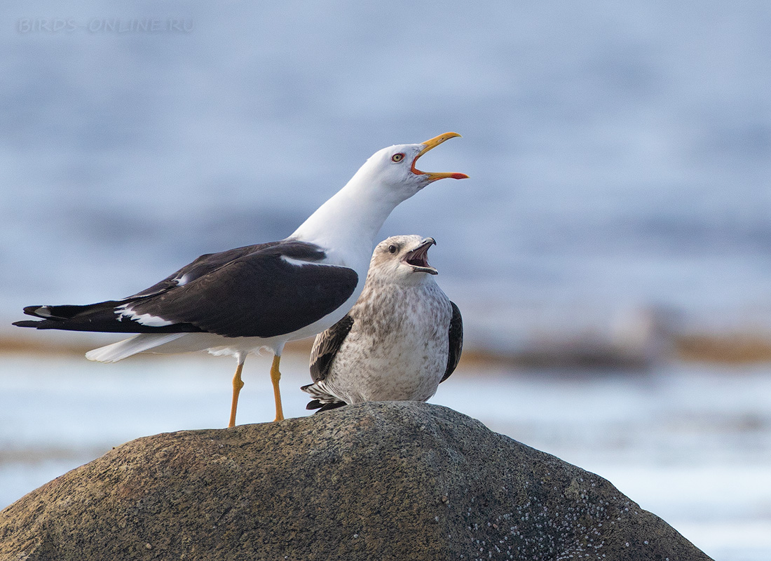 Клуша (Larus fuscus)
Keywords: Клуша Larus fuscus