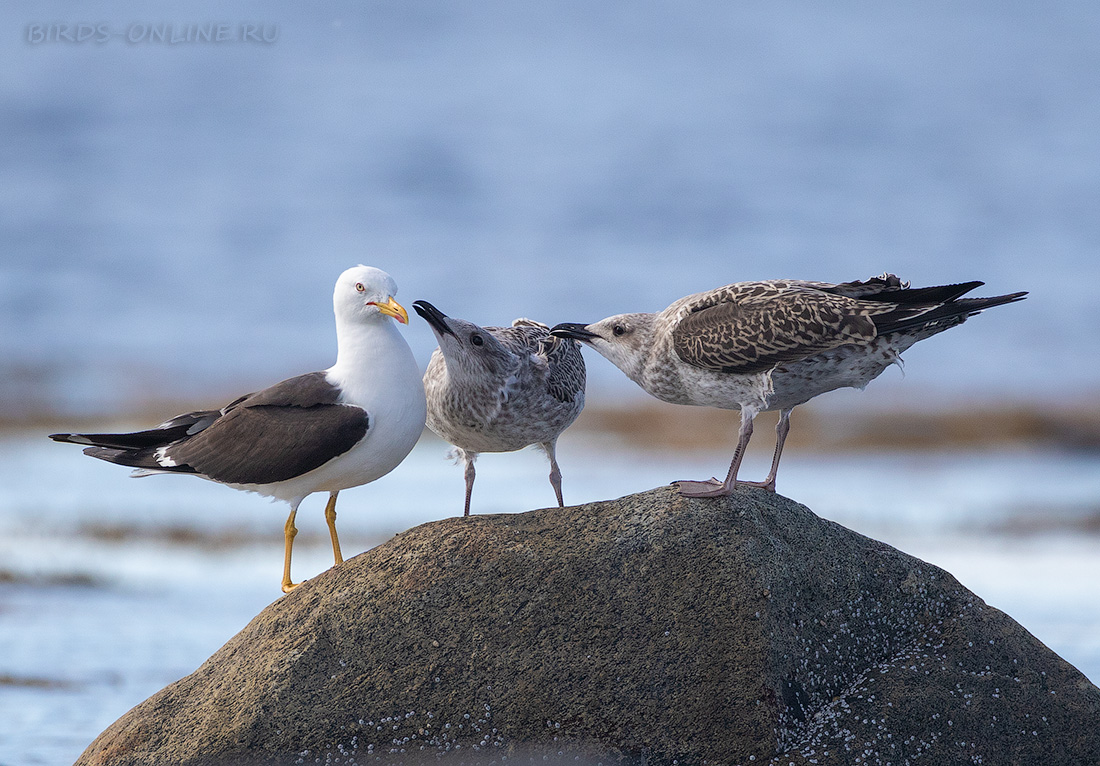 Клуша Larus fuscus
 
 Click to view full size image