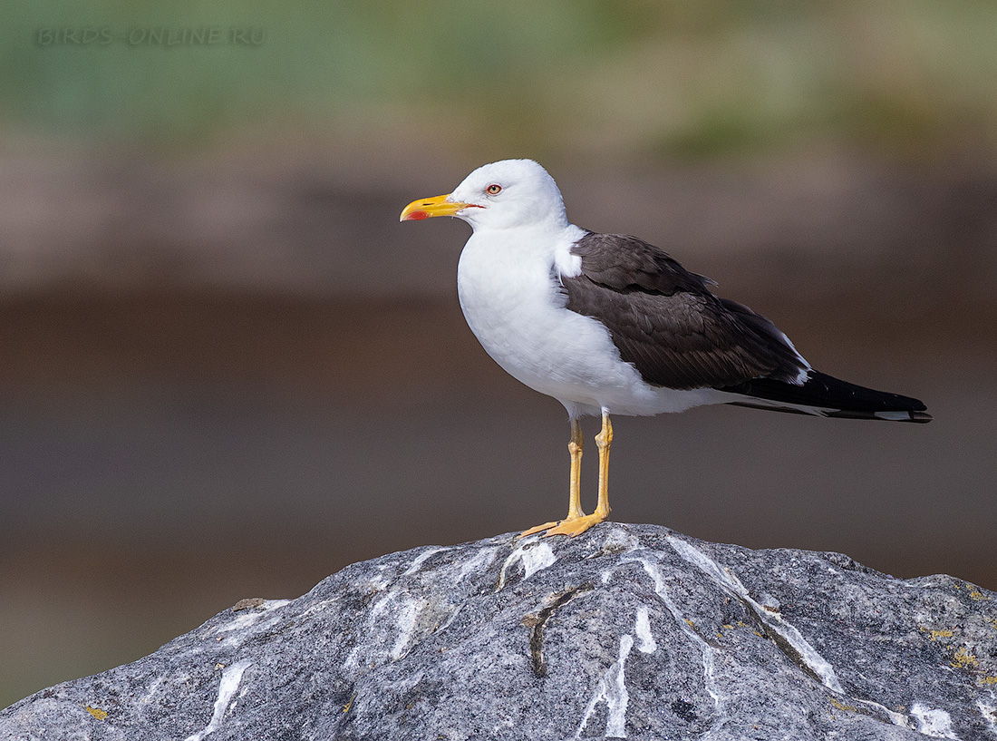 Клуша Larus fuscus
 
 Click to view full size image