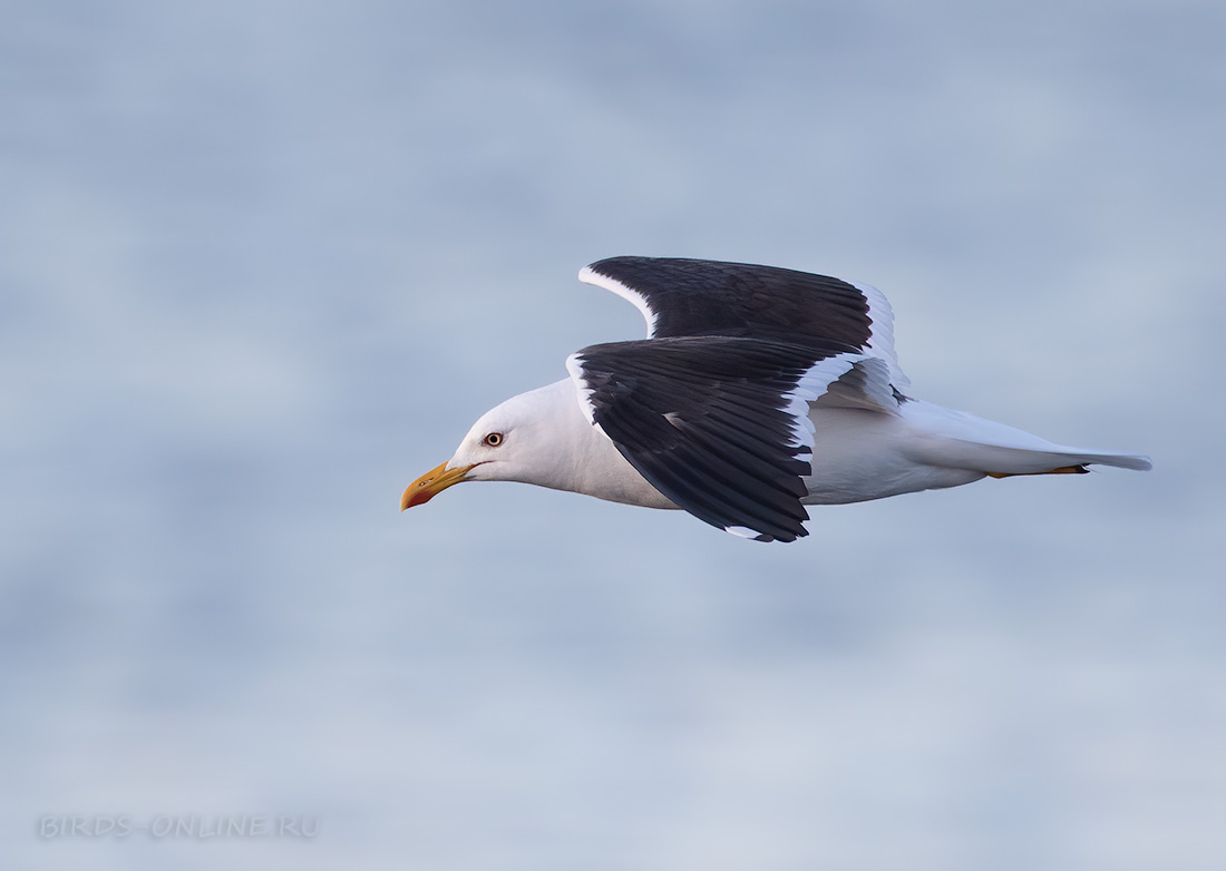 Клуша Larus fuscus
 
 Click to view full size image